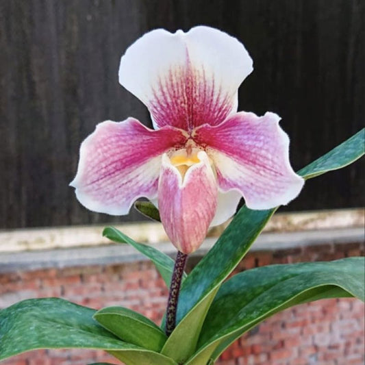 Paph. Niveum x Cocoa Sparkling Hunting