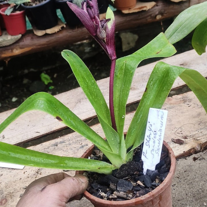 Paph. Shin Yi Sander x Sanderiana