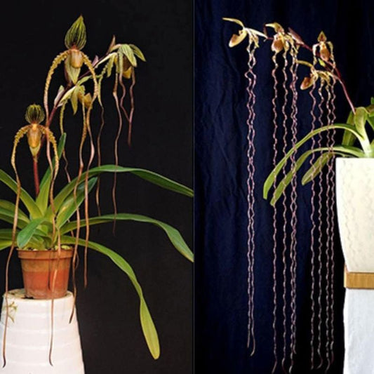 Paph. Shin Yi Sander x Sanderiana