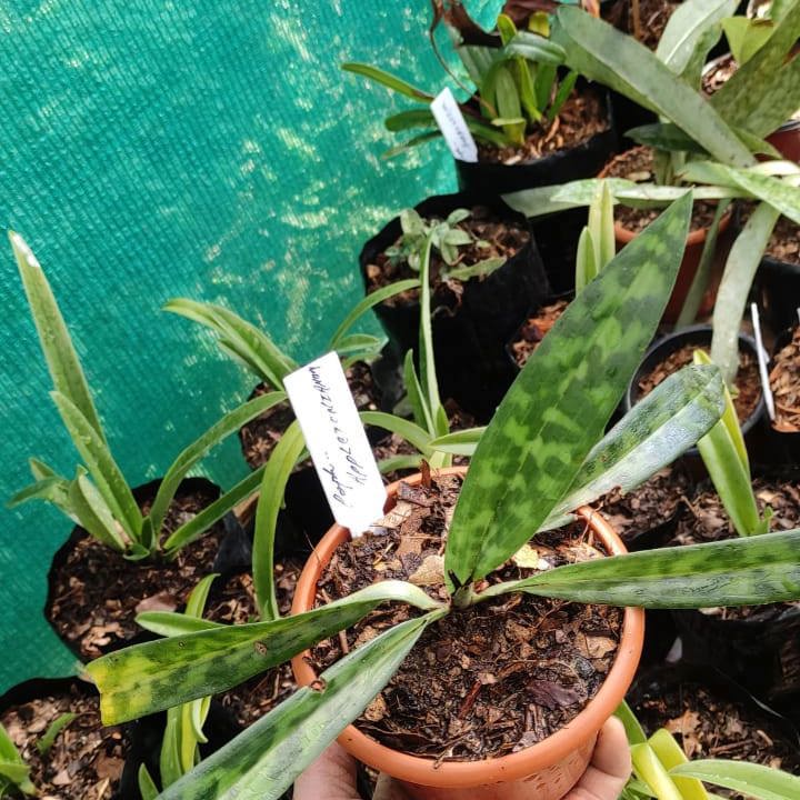 Paphiopedilum Appletonianum