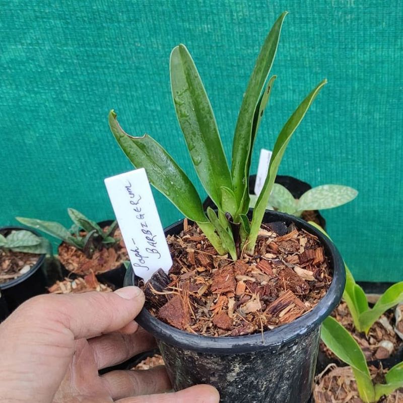 Paphiopedilum Barbigerum