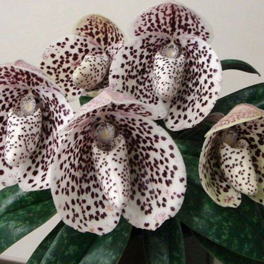 Paphiopedilum bellatulum