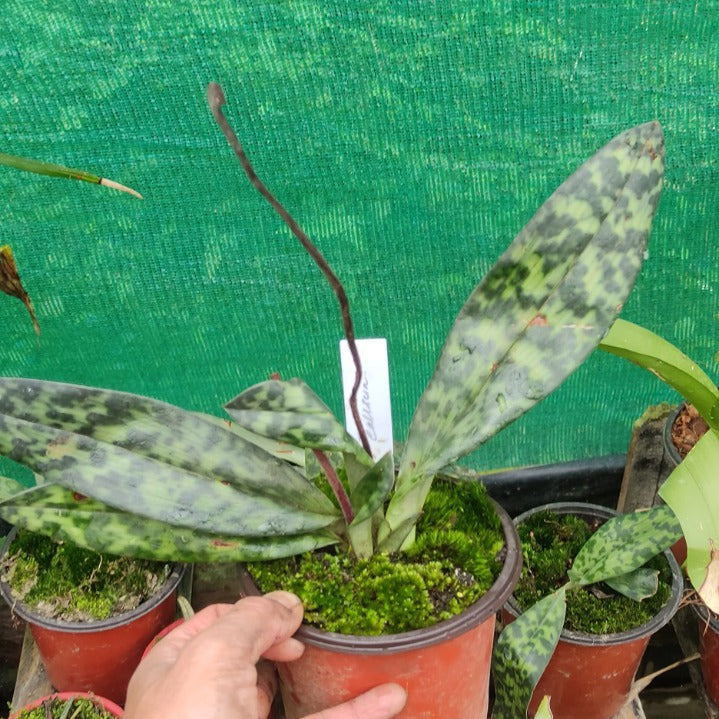Paphiopedilum callosum