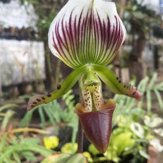 Paphiopedilum callosum