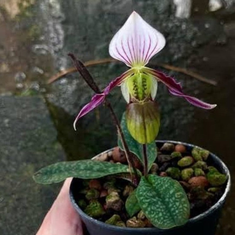 Paphiopedilum canhii