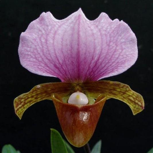 Paphiopedilum charlesworthii