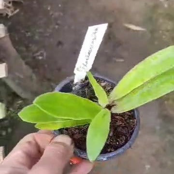 Paphiopedilum charlesworthii