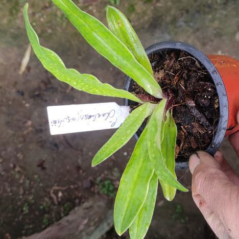 Paphiopedilum charlesworthii