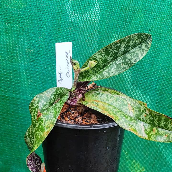 Paphiopedilum concolor
