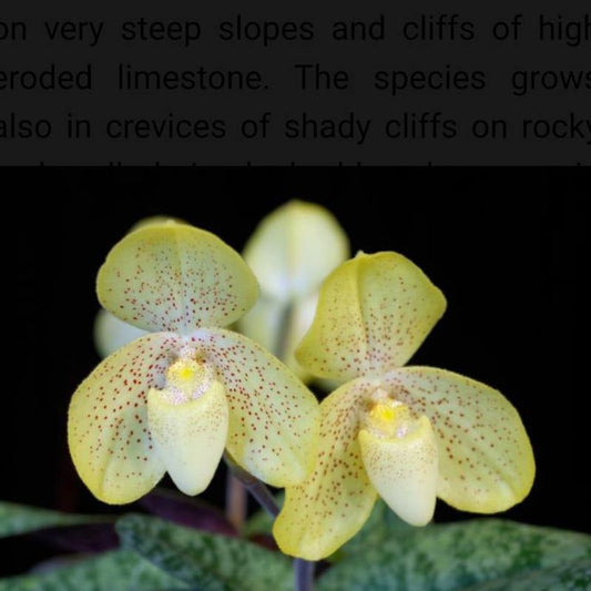 Paphiopedilum concolor