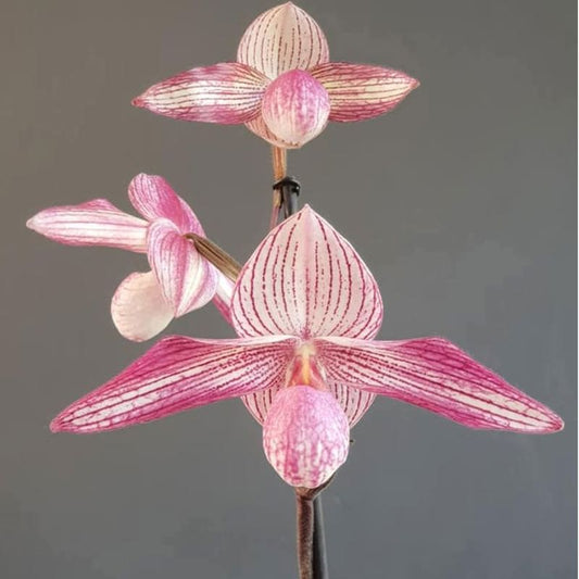 Paphiopedilum Delrosi