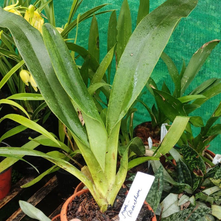 Paphiopedilum Dianthum