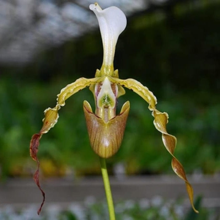 Paphiopedilum Dianthum