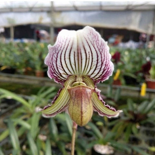 Paphiopedilum ferrianum