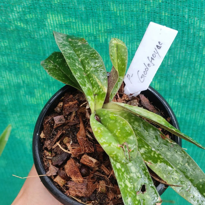 Paphiopedilum Godefroyae