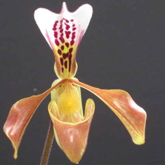 Paphiopedilum gratrixianum