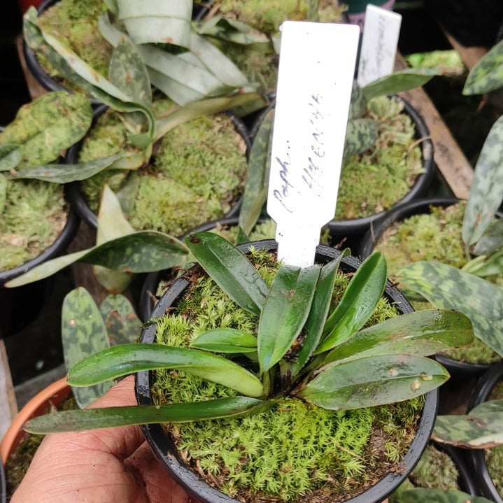 Paphiopedilum Helenae
