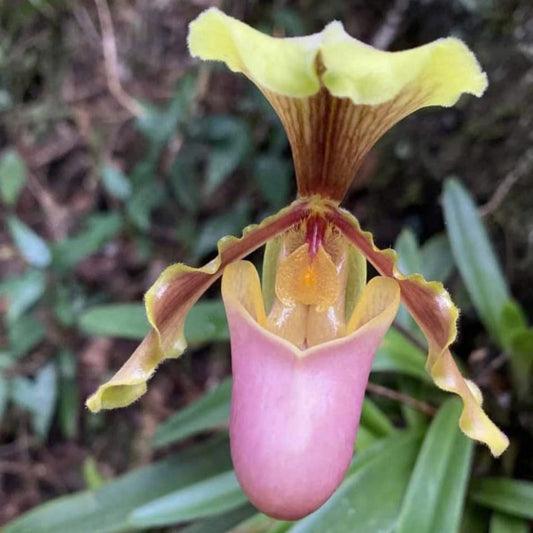 Paphiopedilum hermannii