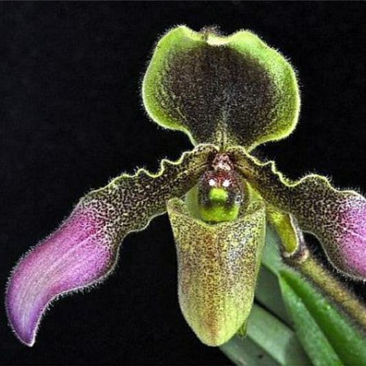 Paphiopedilum hirsutissimum