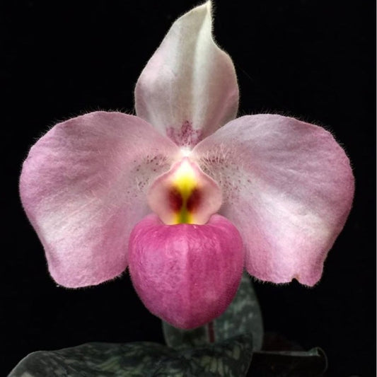 Paphiopedilum Ho Chi Minh