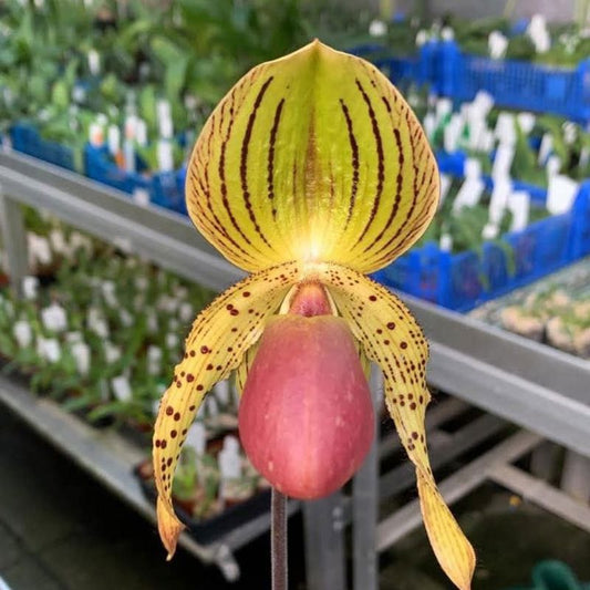 Paphiopedilum In-Charm Lady