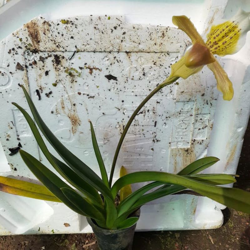 Paphiopedilum Insigne