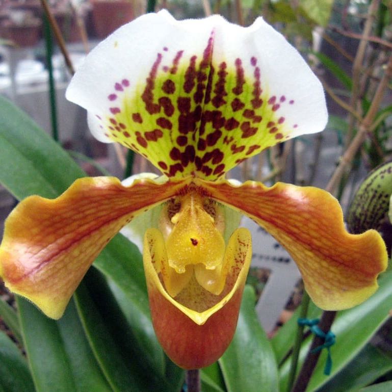 Paphiopedilum Insigne