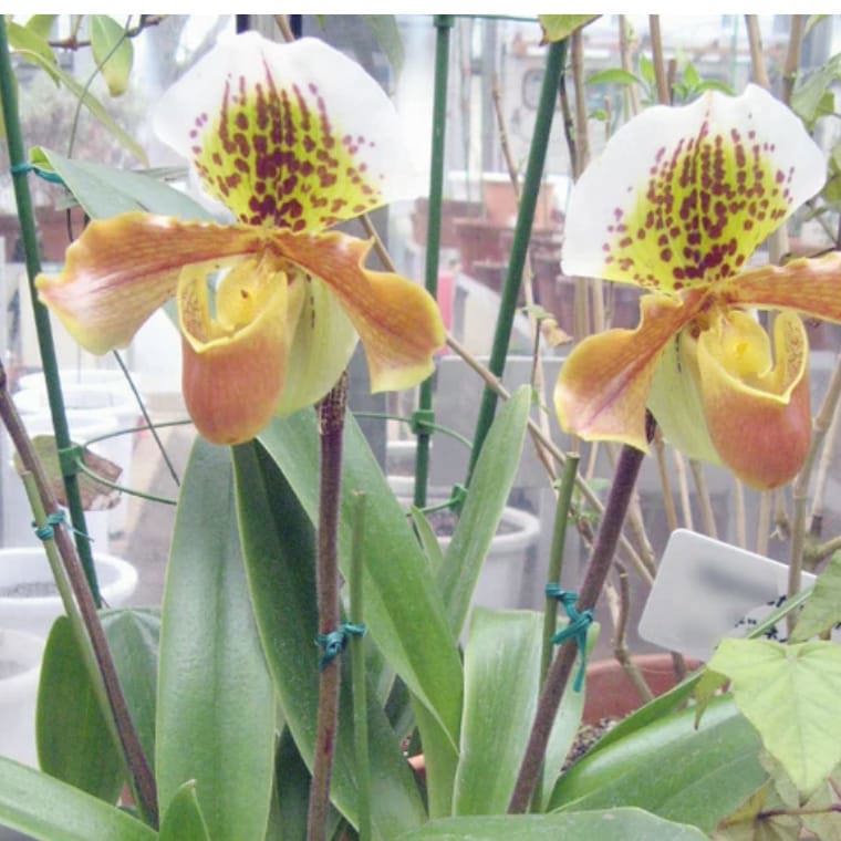 Paphiopedilum Insigne