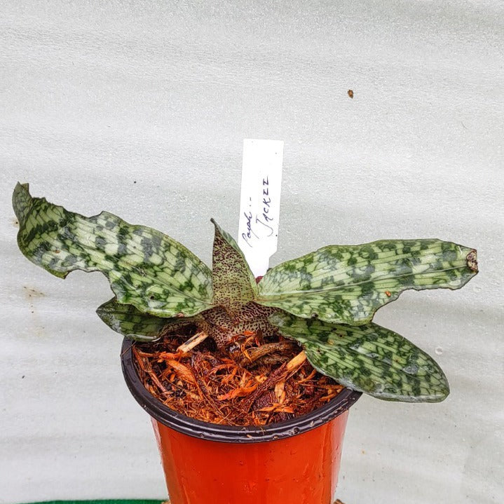Paphiopedilum Jackii