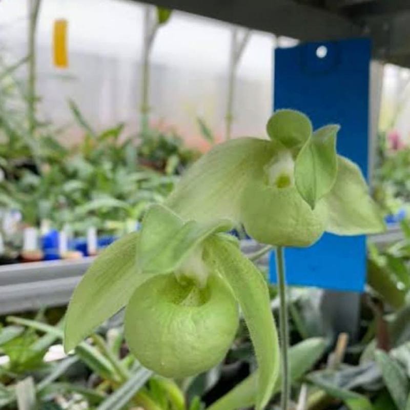 Paphiopedilum Jackii