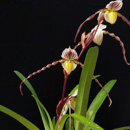 Paphiopedilum laevigatum (Philippines)