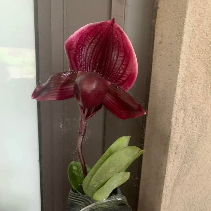 Paphiopedilum Maudiae