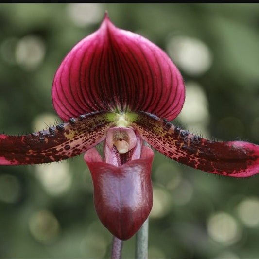 Paphiopedilum Maudiae