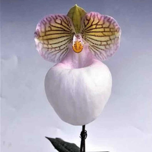 Paphiopedilum micranthum var. eburneum (Blooming Sized Plant)