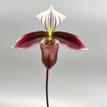 Paphiopedilum Purpuratum