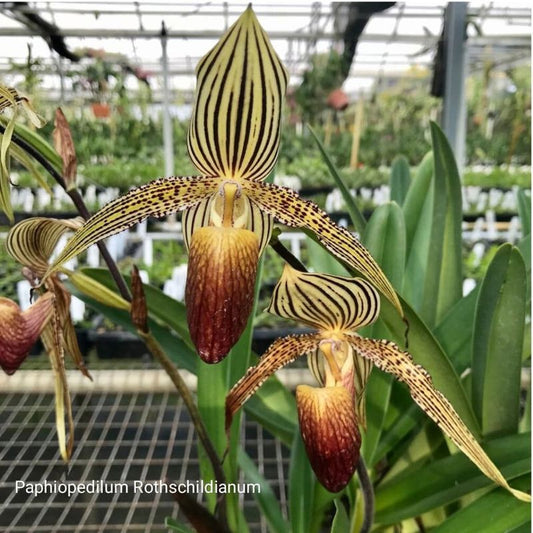 Paphiopedilum Rothschildianum