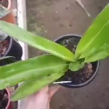 Paphiopedilum Rothschildianum