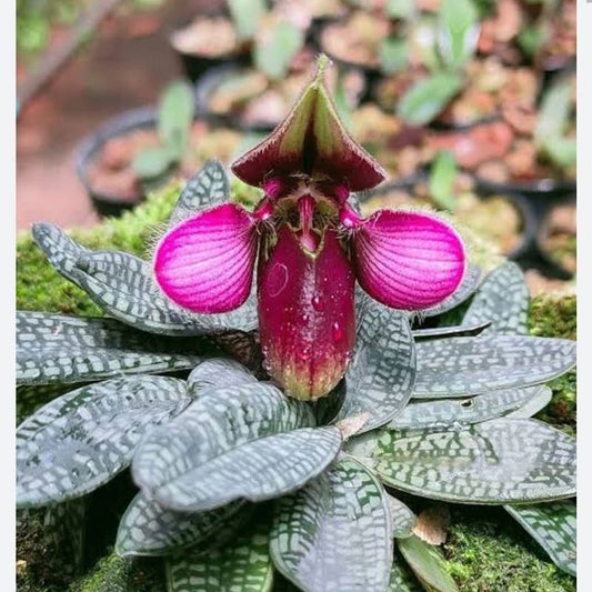 Paphiopedilum Rungsuriyanum