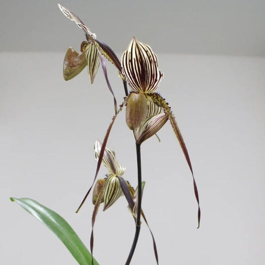 Paphiopedilum Saint Swithin