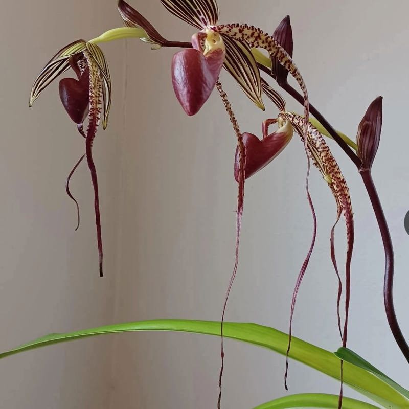 Paphiopedilum Sanderianum