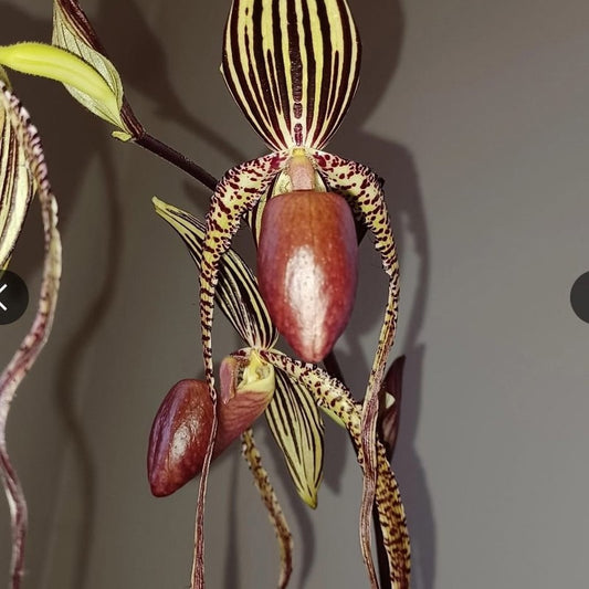 Paphiopedilum Sanderianum