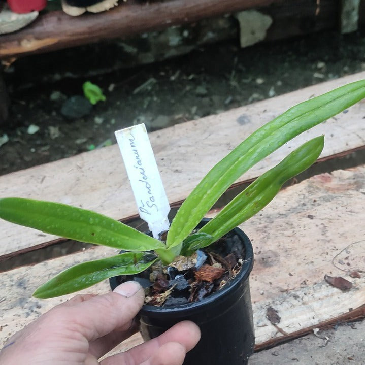 Paphiopedilum Sanderianum