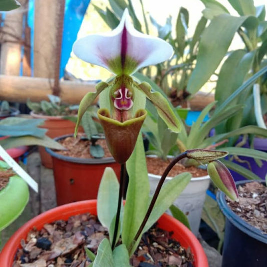 Paphiopedilum Spicerianum