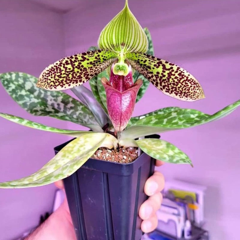 Paphiopedilum Sukhakulii