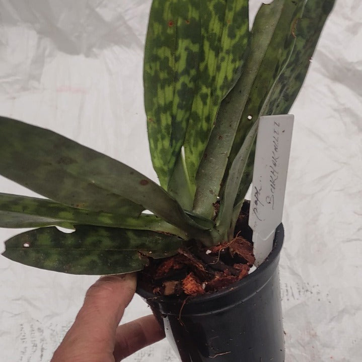 Paphiopedilum Sukhakulii