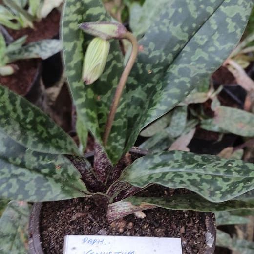 Paphiopedilum Venustum