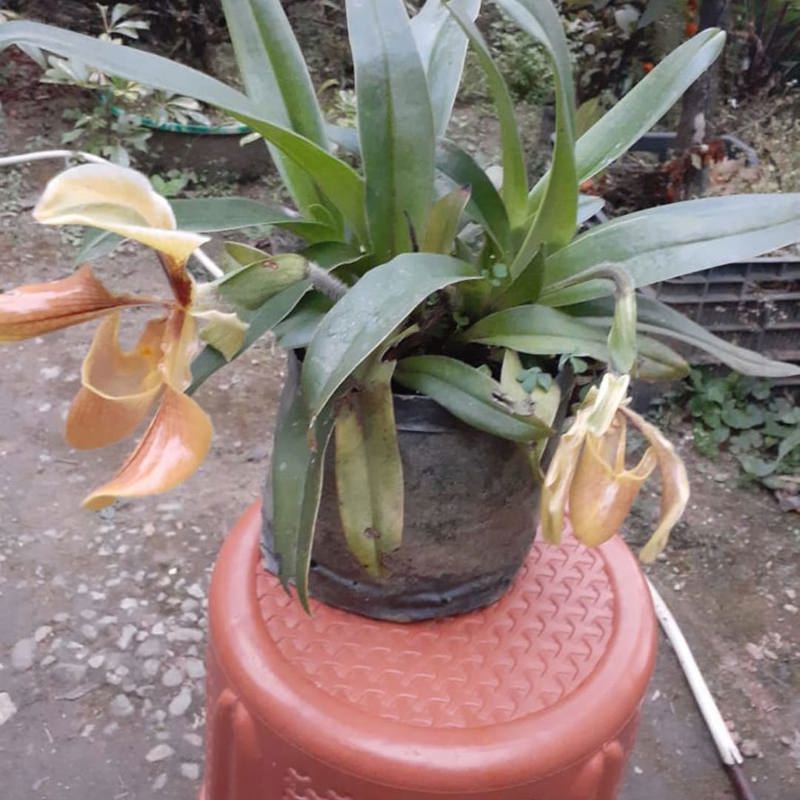 Paphiopedilum Villosum