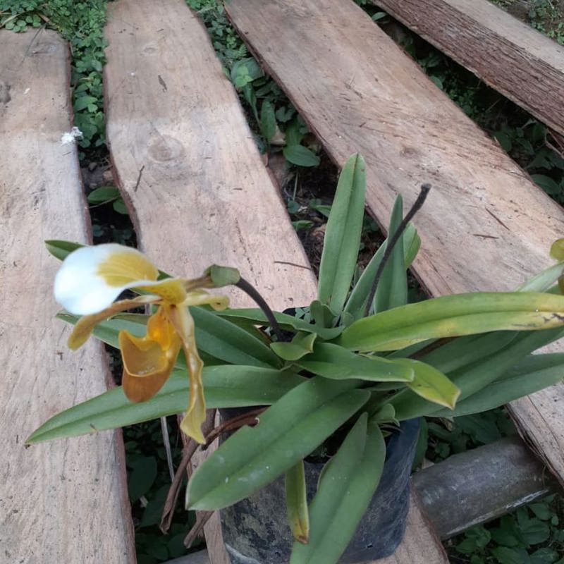 Paphiopedilum Villosum