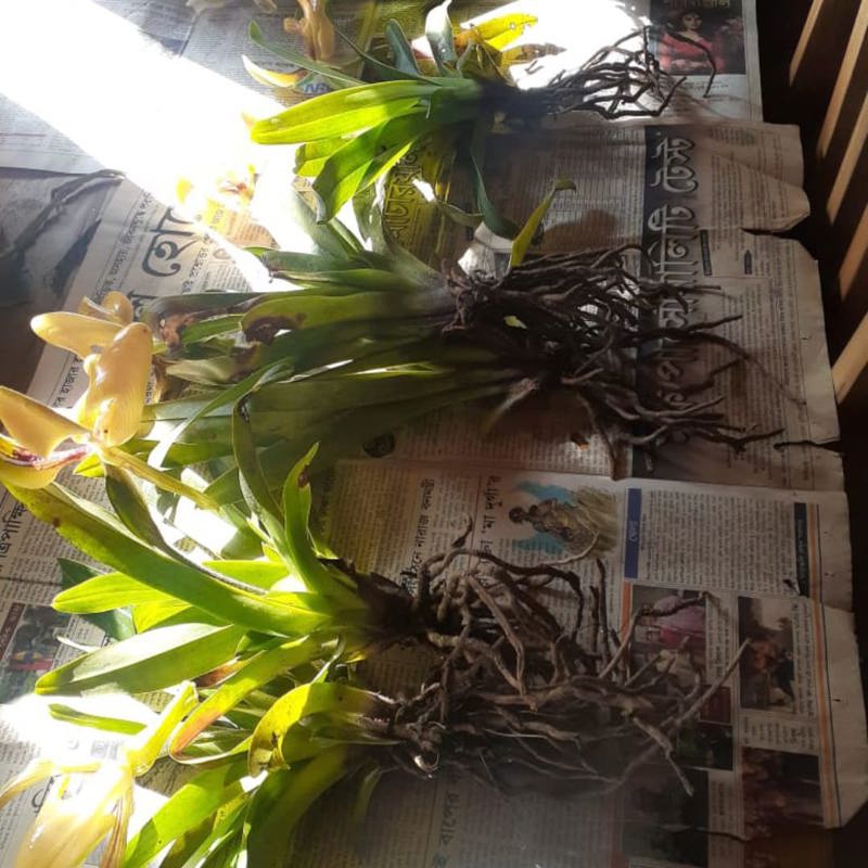 Paphiopedilum Villosum