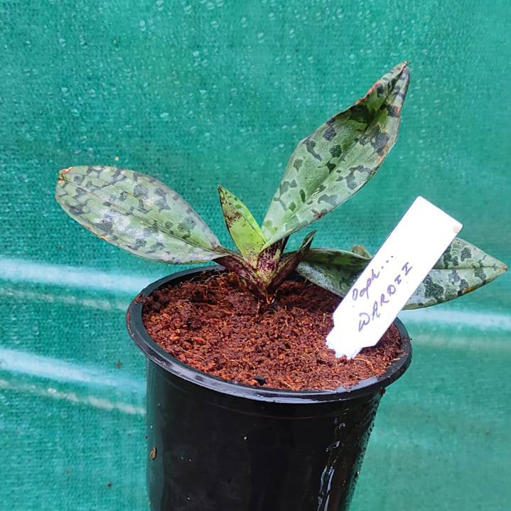 Paphiopedilum Wardii